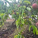 Διαμέρισμα Casa Lucia Genovés